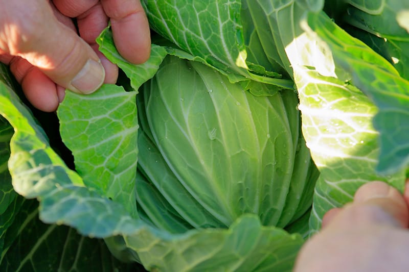 可能な限り農薬を使わないで作った野菜はおすすめです。